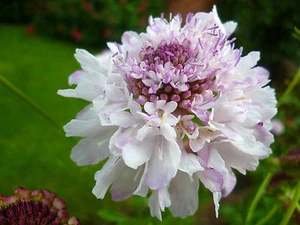 Perennial and Biennial cottage garden seeds - Picture 1 of 38
