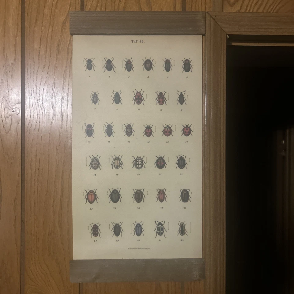 Vintage Wall Decor - Insect ‘scroll’ / Poster Wood Flanked - Image 1 of 4