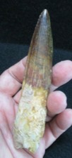 World Class Spinosaurus Fossil Dinosaur Tooth Cretaceous Morocco 4 1/2 Inches
