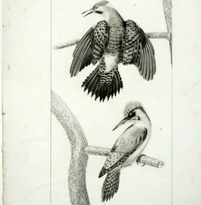 PIC VERT PIC à Baguettes d'Or Gravure OISEAUX circa 1800 TRAVIER FOURNIER - Picture 1 of 2