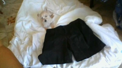 Pantalones cortos plisados hasta la rodilla Cherokee 100 % algodón negros talla 32 Foto 1 de 4