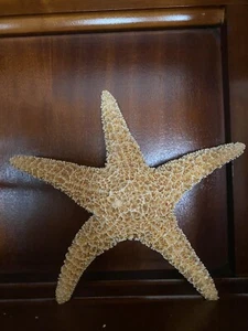 SUGAR STARFISH SEA SHELL BEACH WEDDING NAUTICAL 6" - 7" - Picture 1 of 3