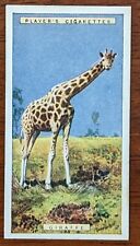 1924 John Player Natural History Cigarette Card - #20 Giraffe 