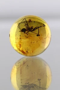 Fossil SPIDER Round SPHERE Genuine BALTIC AMBER Bead 14.7mm 1.8g 250619-8 - Picture 1 of 9