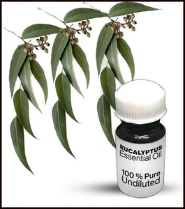 Eucalyptus Essential Oil 100% Pure Undiluted (10ML-500ML) - Picture 1 of 1