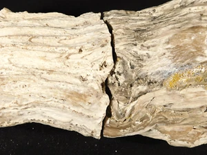 Perfect Bark! HUGE TWENTY POUND! Petrified Wood Fossil From Wyoming 8728gr - Picture 1 of 22