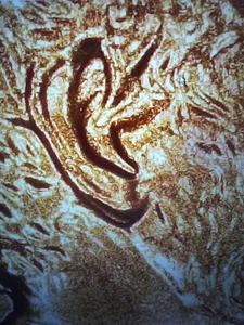1991 LINCOLN OBV / DDO DOUBLE EAR & DOUBLING PROOFLIKE BU RED UNCIRCULATED - Picture 1 of 9