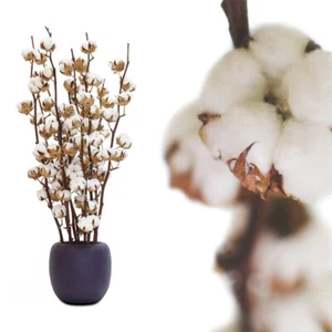 Echte Baumwolle 70cm 5+Blüten getrocknet Baumwollzweig echte Pflanze Deko haltba - Bild 1 von 10