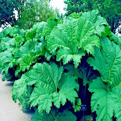SEMILLAS DE MANICATA GUNNERA "Comida para dinosaurios" Planta floral exótica resistente gigante ¡RARA! Foto 1 de 4