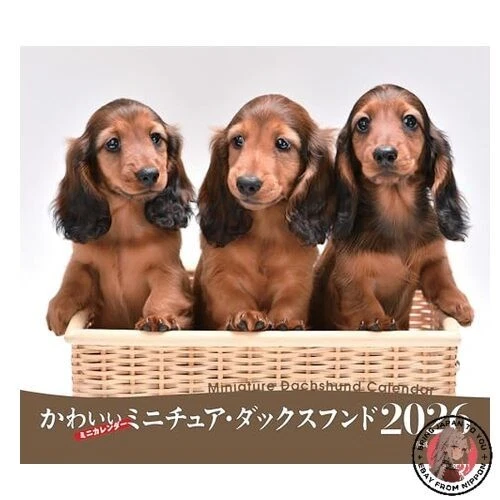 NEW 2026 Calendar: Cute Miniature Dachshund Seibundo Shinkosha Calendar - Image 1 of 1