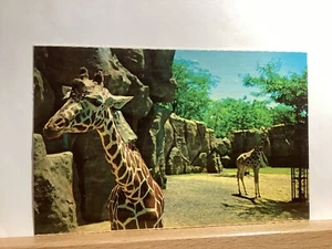 Philadelphia Zoological Garden, Giraffe: Philadelphia, PA - Vintage Postcard - Picture 1 of 3
