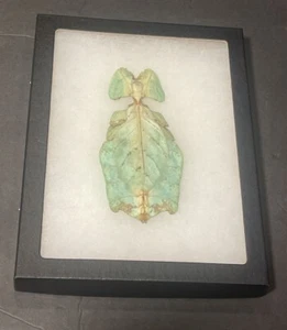Rare Framed Psyllium Giganteus Leaf Insect Malaysia - Picture 1 of 2