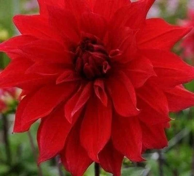 1 件巴比伦红色餐盘大丽花 - 顶部尺寸灯泡 #1 - 美国卖家 — 第 1/2 张图片