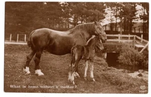 DE COLECCIÓN EAS CABALLO POSTAL YEGUA CON POTRO LO QUE ES HOGAR SIN MADRE 0623 21 - Imagen 1 de 2