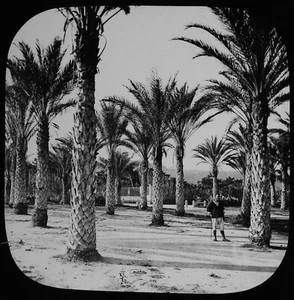 ARGEL PALMS IN JARDÍN D'ASSAY C1890 FOTOGRAFÍA ANTIGUA Linterna Mágica Diapositiva ARGELIA - Imagen 1 de 3