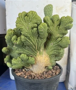 XLarge Cereus hildmannianus 'Wild Thing' Crestata Crested cactus Well Rooted - Picture 1 of 8