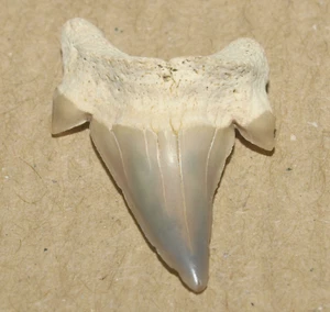Dwardius siversoni, dente di squalo MOLTO BELLO, Albiano della regione di Belgorod, Russia - Foto 1 di 12