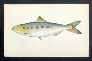 twait shad British Islands Fishes Jonathan Couch 1862 Original colour - Picture 1 of 3