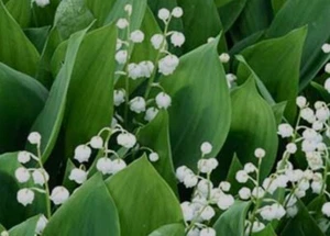 (5) Lily-of-the-valley, May bells, Bareroot - Picture 1 of 3