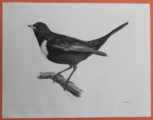 1906 Lilian M. Medland Ouzel Bird Lithograph Ring Throttle  