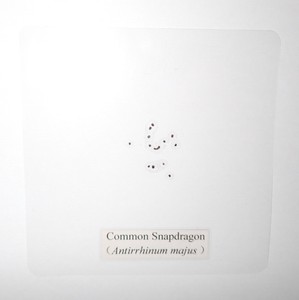 Laminated Heartsease Viola tricolor Seed Specimen in 90 mm Plastic Sheet LS90