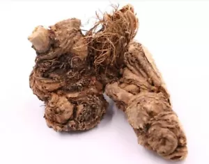 Radice di Shirsh Zallouh Ferula Hermonis essiccata 100% naturale biologica شرش الزلوع - Foto 1 di 1