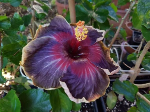 30 SEMI DI HIBISCUS SYRIACUS BLACK RAINBOW - SPEDIZIONE GRATUITA - Foto 1 di 2