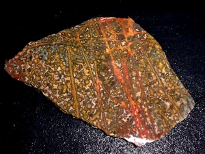 Leopard Skin  Jasper slab -7 1/8 " x  4 1/2" rough  for cabbing-display - Picture 1 of 3