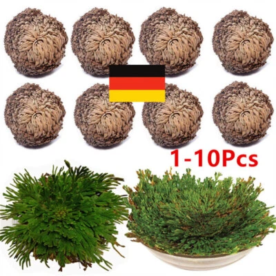 Resurrection Rose - Jericho Live Magic Plant Dinosaur Air Fern Spikes Moss'. - Image 1 of 4