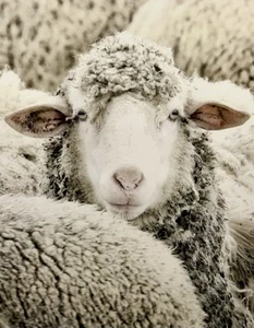 Celement One In The Crowd & Wooly Stare Wall Art Pair 16”x22” - Picture 1 of 9