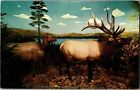 Carte postale vintage Elk Taxidermy Call of the Wild Museum Gaylord MI G07