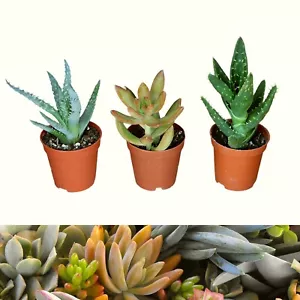 3 Aloe Vera Succulent Mixed Plants - 2 Aloe Vera & 1 Succulent in 5.5cm Pots - Picture 1 of 7