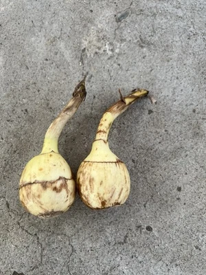 2 Aquatic Broadleaf Arrowhead Sagittaria Latifolia Water Plant Ready To Plant - Image 1 of 4