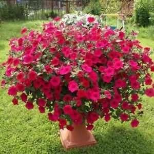 Petunia Tidal Wave CHERRY (8) Live Plant Plugs - Picture 1 of 5