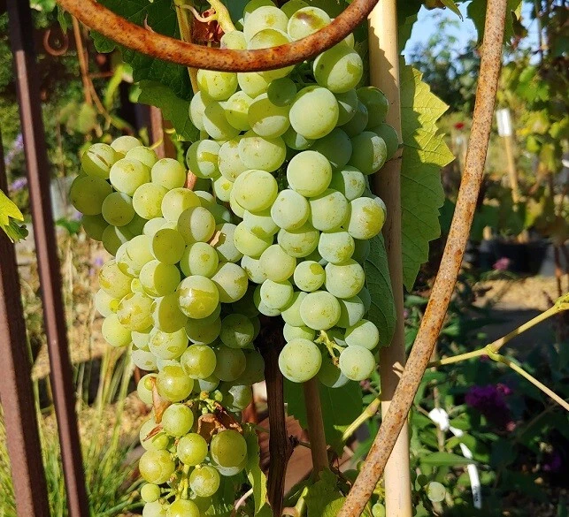 Weinrebe `Phönix´ kräftige Rebe im großen 5-Liter-Topf, ca.80cm - Bild 1 von 1