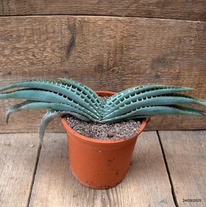 D6598 ALOE SUPRAFOLIATA Topf 12-H8-B40 cm MaMa Kaktus - Bild 1 von 4