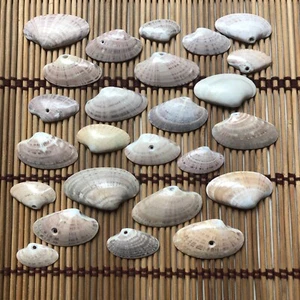Posten 25 kleine Mini Florida Sonnenstrahl Venus Muschel Basteln Muschel Basteln Muscheln - Bild 1 von 5