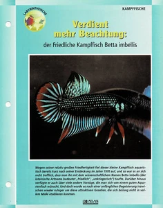 Der Friedliche Kampffisch Betta imbellis / Aquariuminfokarte - Bild 1 von 1