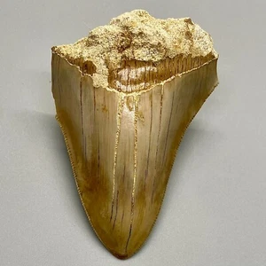 Sharply Serrated Light Color 3.25" Fossil MEGALODON Shark Tooth - Picture 1 of 6