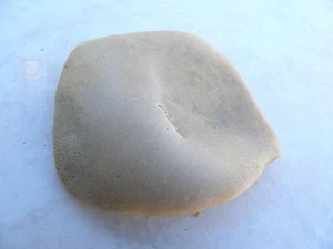 PETRIFIED CORAL Collected at: Llano, TX #J1777 - Picture 1 of 2