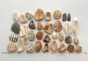36 Natürliche Muschel Muschel glatt Muschel Fragmente Strand Schmuck Taxis Kiesel Kunst Handwerk - Bild 1 von 16
