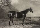 Abraham Cooper 1787-1868 das Pferd Harriet Brenner Engleheart Lithografie 1837