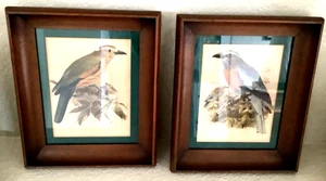 Paar Vintage 30er Jahre ~ gerahmte und mattierte Rollvögel ~ J. G. Keulemans Lithographien - Bild 1 von 17