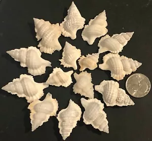 15 AHORNBLATT MEERMUSCHELN 1 ZOLL BIS 1-1/2 ZOLL HOCH - TOLL ZUM HANDWERK! - Bild 1 von 2