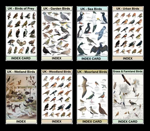 BIRDS OF THE UK - BIRD SPOTTING and COLLECTIBLE cards by Shirt & Club - Picture 1 of 49