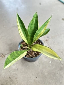 Sansevieria Concinna Cucchiaio Foglia Pianta di Serpente Variegata Pianta d'appartamento +Fito - Foto 1 di 8