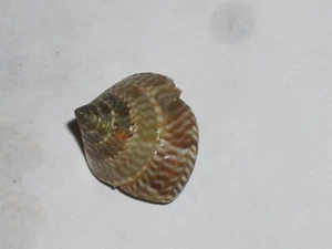 CALLIOSTOMA cfr LAUGIERI HARD TO GET - Picture 1 of 2