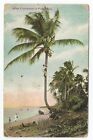 After Coconuts In Porta Rico Postcard Man Climbing Coconut Tree 1912 Postmark