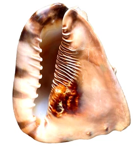 Bahamas KING HELMET CONCH Rare Seashell 5.75 L x 6.50 1 Pound 12 oz Beach Decor - Picture 1 of 15