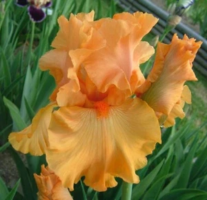 Iris TB, 'Good Show' (Ben Hager, R. 1987)…1 Rizoma. SPED. 4/07/ 2025. - Foto 1 di 1